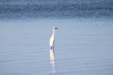 Büyük Akbalıkçıl Suyu olan bir körfezde yürüyor. 