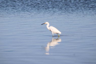 Büyük Akbalıkçıl Suyu olan bir körfezde yürüyor. 