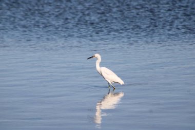 Büyük Akbalıkçıl Suyu olan bir körfezde yürüyor. 