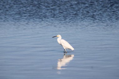 Büyük Akbalıkçıl Suyu olan bir körfezde yürüyor. 
