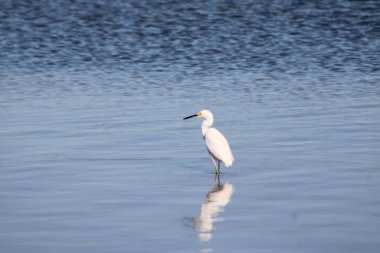 Büyük Akbalıkçıl Suyu olan bir körfezde yürüyor. 