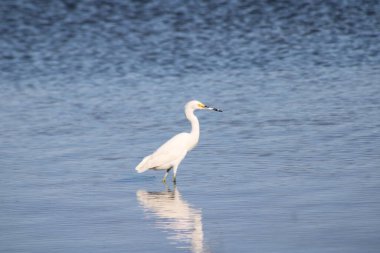 Büyük Akbalıkçıl Suyu olan bir körfezde yürüyor. 