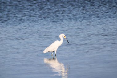 Büyük Akbalıkçıl Suyu olan bir körfezde yürüyor. 