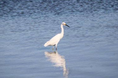 Büyük Akbalıkçıl Suyu olan bir körfezde yürüyor. 
