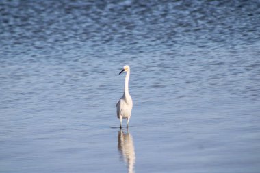 Büyük Akbalıkçıl Suyu olan bir körfezde yürüyor. 