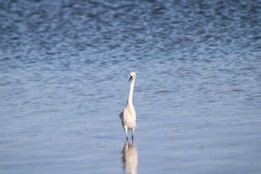 Büyük Akbalıkçıl Suyu olan bir körfezde yürüyor. 