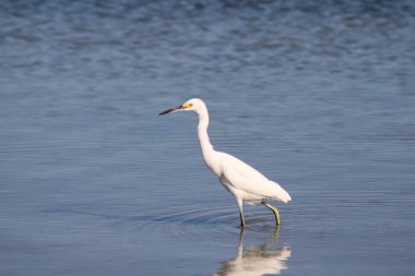 Büyük Akbalıkçıl Suyu olan bir körfezde yürüyor. 