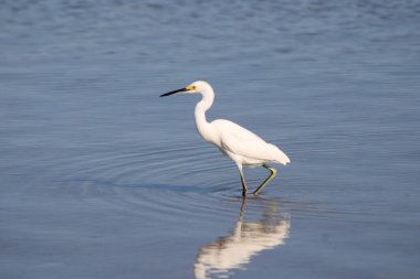 Büyük Akbalıkçıl Suyu olan bir körfezde yürüyor. 