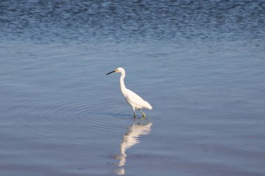 Büyük Akbalıkçıl Suyu olan bir körfezde yürüyor. 
