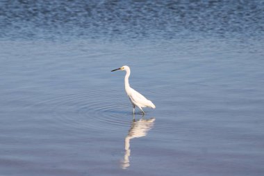 Büyük Akbalıkçıl Suyu olan bir körfezde yürüyor. 