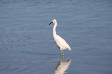 Büyük Akbalıkçıl Suyu olan bir körfezde yürüyor. 