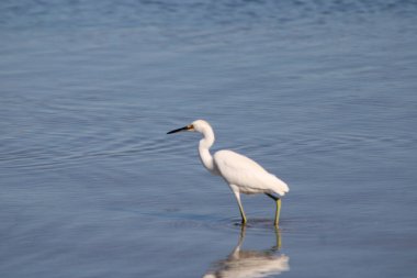 Büyük Akbalıkçıl Suyu olan bir körfezde yürüyor. 