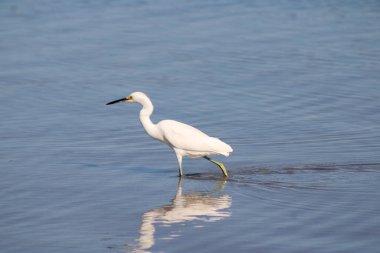 Büyük Akbalıkçıl Suyu olan bir körfezde yürüyor. 