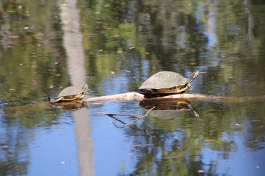 Suyla çevrili bir kütükte iki kaplumbağa.. 