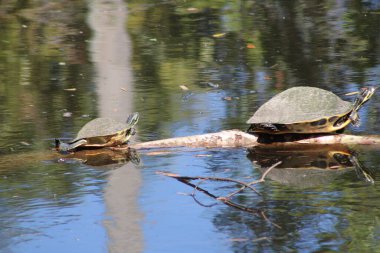 Suyla çevrili bir kütükte iki kaplumbağa.. 