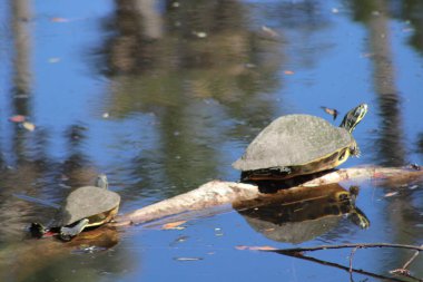 Suyla çevrili bir kütükte iki kaplumbağa.. 
