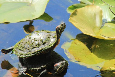 Suyla çevrili bir kütükte iki kaplumbağa.. 