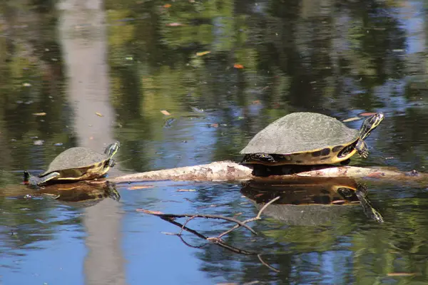 Suyla çevrili bir kütükte iki kaplumbağa.. 