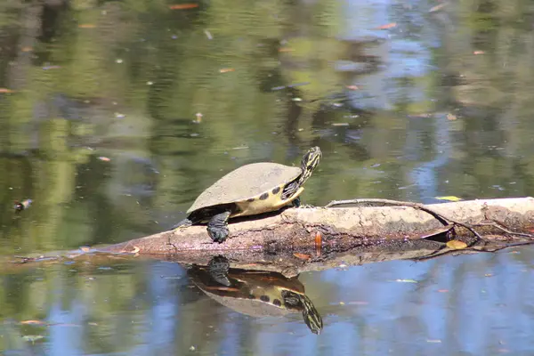 Yalnız Kaplumbağa Doğa Suyu Arkaplanda Oturuyor. 