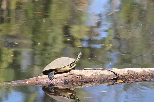Yalnız Kaplumbağa Doğa Suyu Arkaplanda Oturuyor. 
