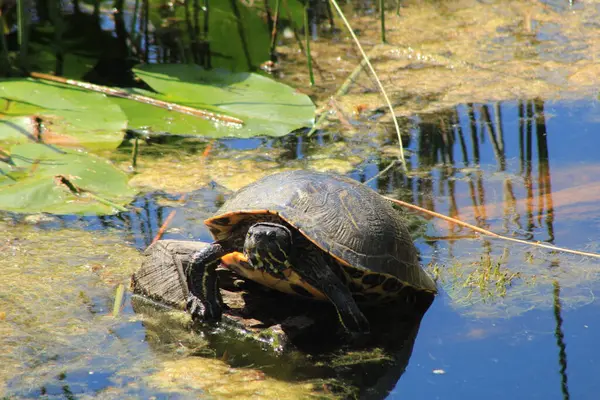 Yalnız Kaplumbağa Doğa Suyu Arkaplanda Oturuyor. 
