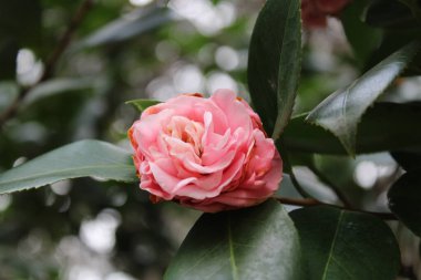 Kamelya Çalı Yeşil Yaprak Arkaplanıyla Baharın başlarında çiçek açıyor. 