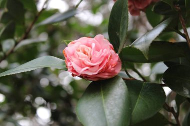 Kamelya Çalı Yeşil Yaprak Arkaplanıyla Baharın başlarında çiçek açıyor. 
