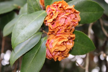 Kamelya Çalı Yeşil Yaprak Arkaplanıyla Baharın başlarında çiçek açıyor. 