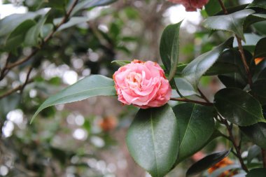 Kamelya Çalı Yeşil Yaprak Arkaplanıyla Baharın başlarında çiçek açıyor. 