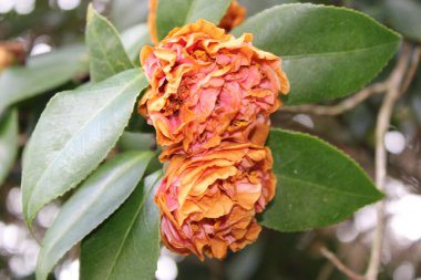 Kamelya Çalı Yeşil Yaprak Arkaplanıyla Baharın başlarında çiçek açıyor. 