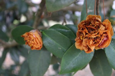 Kamelya Çalı Yeşil Yaprak Arkaplanıyla Baharın başlarında çiçek açıyor. 