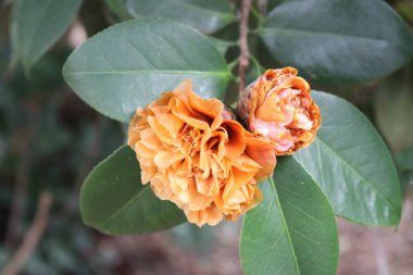 Kamelya Çalı Yeşil Yaprak Arkaplanıyla Baharın başlarında çiçek açıyor. 