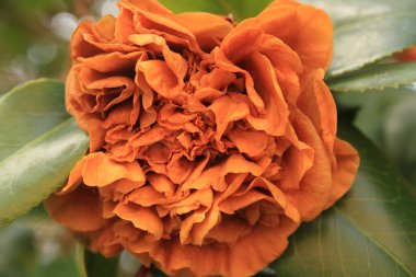 Kamelya Çalı Yeşil Yaprak Arkaplanıyla Baharın başlarında çiçek açıyor. 