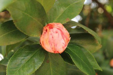 Kamelya Çalı Yeşil Yaprak Arkaplanıyla Baharın başlarında çiçek açıyor. 