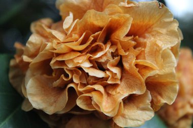 Kamelya Çalı Yeşil Yaprak Arkaplanıyla Baharın başlarında çiçek açıyor. 