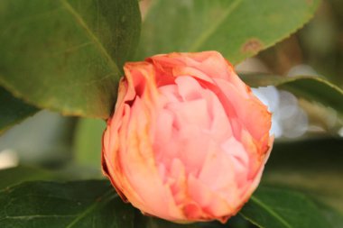 Kamelya Çalı Yeşil Yaprak Arkaplanıyla Baharın başlarında çiçek açıyor. 