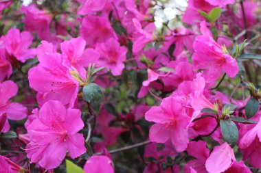 Pembe Azalea Çiçekleri İlkbaharda Tamamen Çiçek Açar. 
