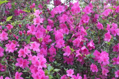 Pembe Azalea Çiçekleri İlkbaharda Tamamen Çiçek Açar. 