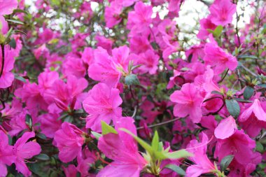 Pembe Azalea Çiçekleri İlkbaharda Tamamen Çiçek Açar. 