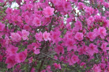 Pembe Azalea Çiçekleri İlkbaharda Tamamen Çiçek Açar. 