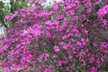 Pembe Azalea Çiçekleri İlkbaharda Tamamen Çiçek Açar. 