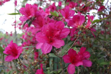 Pembe Azalea Çiçekleri İlkbaharda Tamamen Çiçek Açar. 
