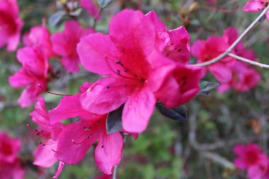 Pembe Azalea Çiçekleri İlkbaharda Tamamen Çiçek Açar. 