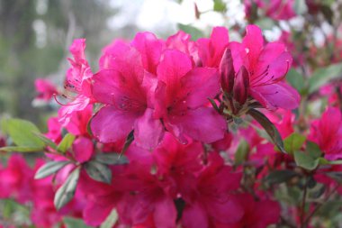 Pembe Azalea Çiçekleri İlkbaharda Tamamen Çiçek Açar. 