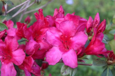 Pembe Azalea Çiçekleri İlkbaharda Tamamen Çiçek Açar. 