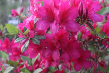 Pembe Azalea Çiçekleri İlkbaharda Tamamen Çiçek Açar. 