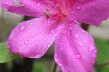 Soluk Pembe Azalea Bitkisinin Yapraklarındaki Su Damlacıkları. 