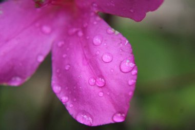 Soluk Pembe Azalea Bitkisinin Yapraklarındaki Su Damlacıkları. 