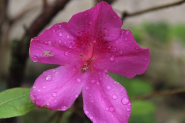Soluk Pembe Azalea Bitkisinin Yapraklarındaki Su Damlacıkları. 