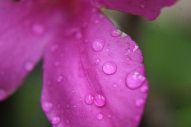 Soluk Pembe Azalea Bitkisinin Yapraklarındaki Su Damlacıkları. 